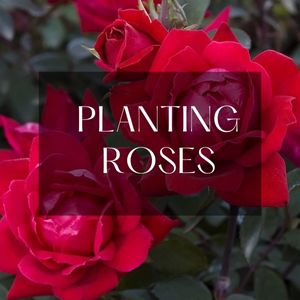 rose planting