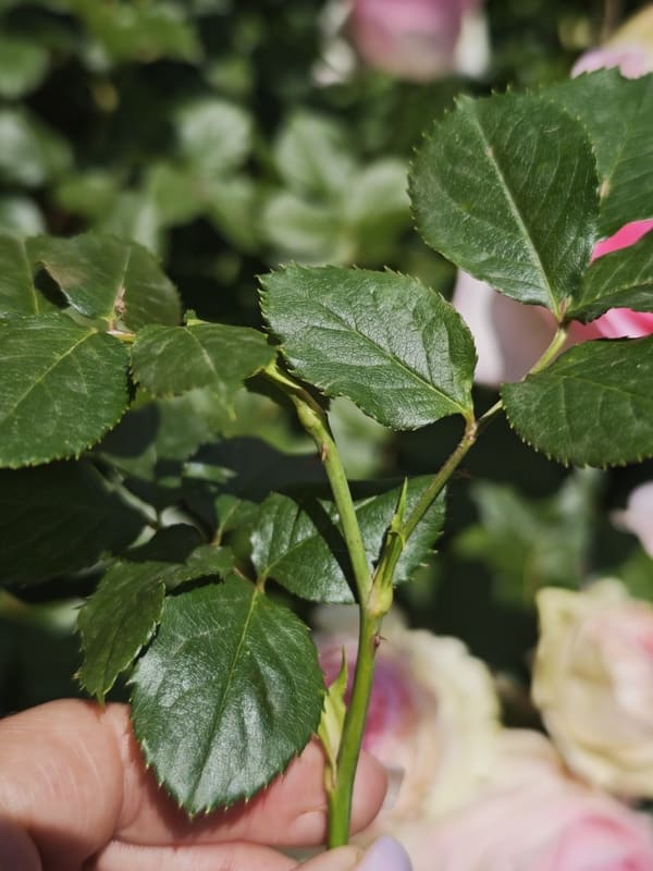 Blind shoots on a rose bush — long stems with healthy leaves but no flower buds at the tips