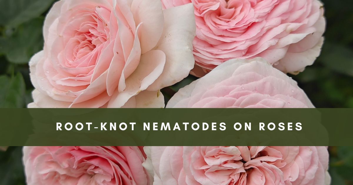 Root-Knot Nematodes on Roses