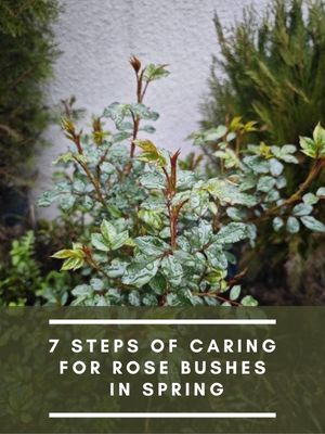 Caring for Rose Bushes in Spring