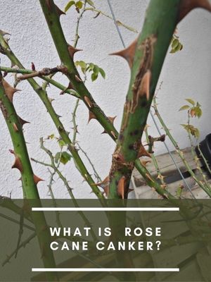 What is  Rose Cane Canker?