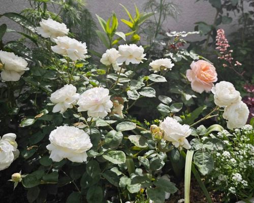 roses garden with living soil