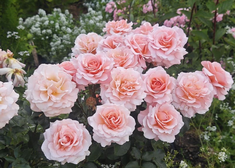 how to grow healthy roses