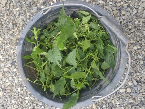 preparing herbal nettle infusion for roses