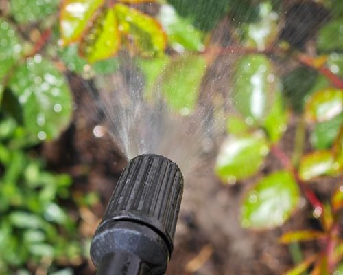 organic rose disease prevention, biological fungicide