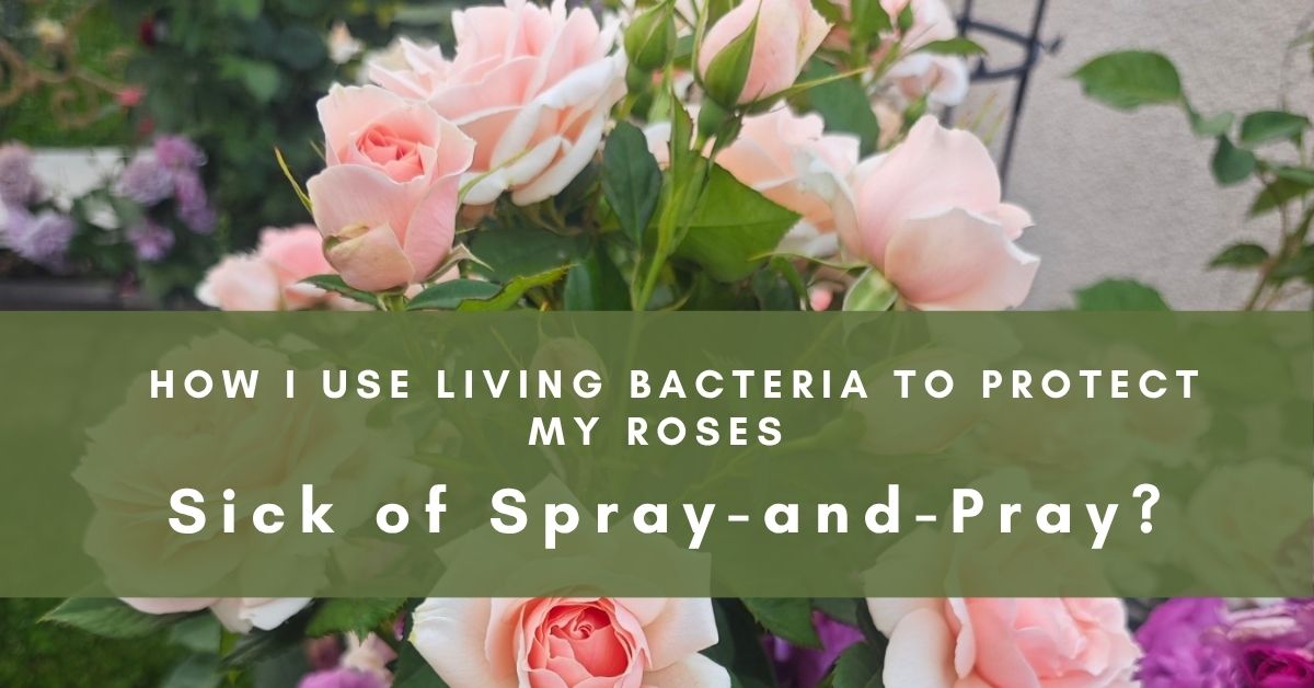 Bacillus subtilis for roses