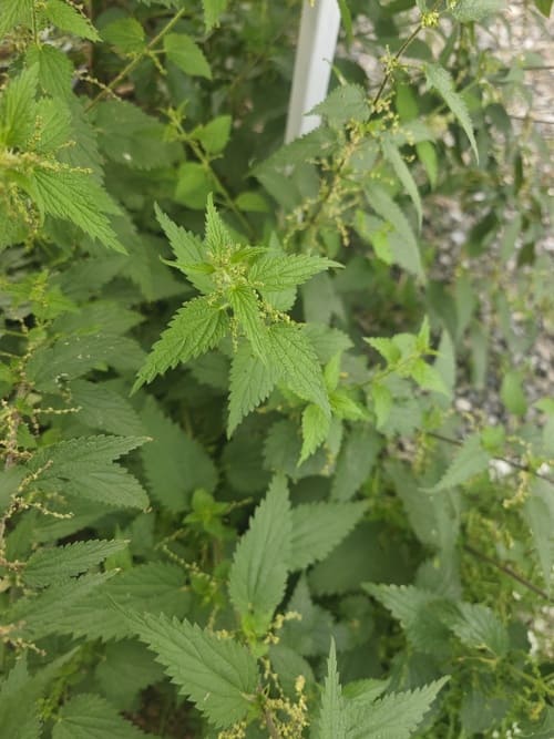 Nettle in a Rose Garden