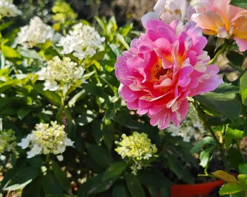 rose garden design