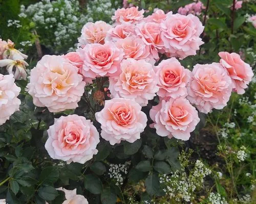 Red rose in full bloom in a rose garden