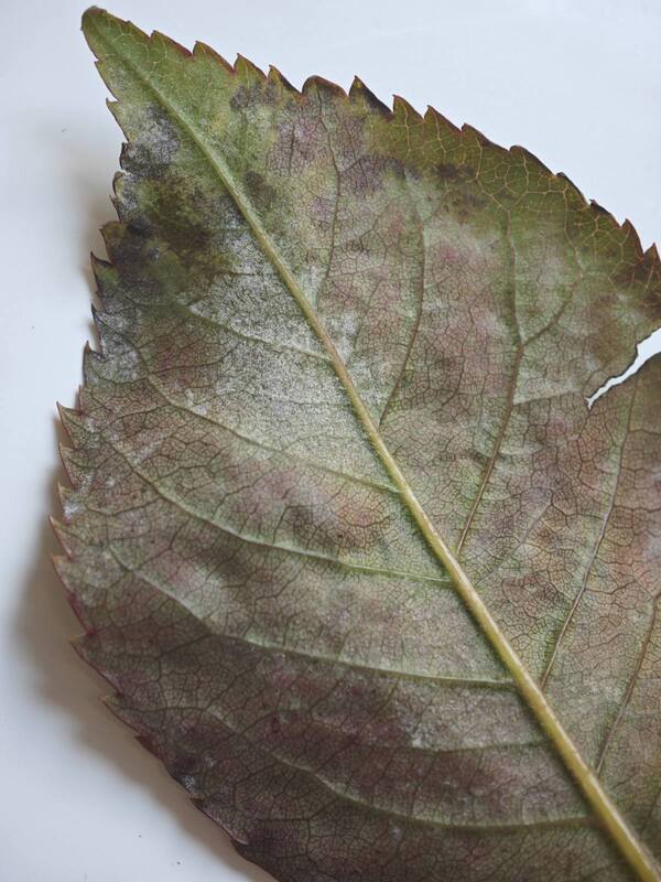 Symptoms of Downy Mildew on roses