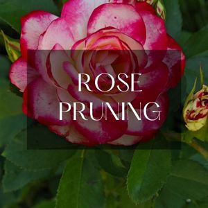 rose pruning