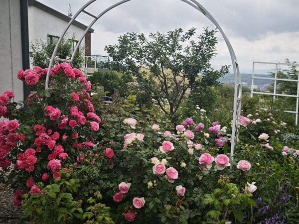 Pruning a blind shoot on a rose with sharp bypass pruners — cut at 45 degrees above an outward-facing bud