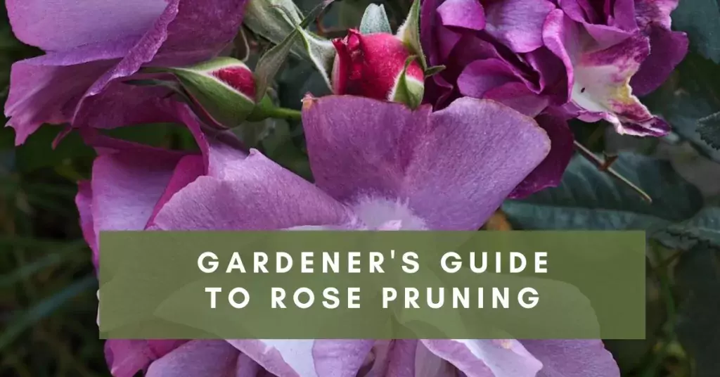 Guide to Rose Pruning