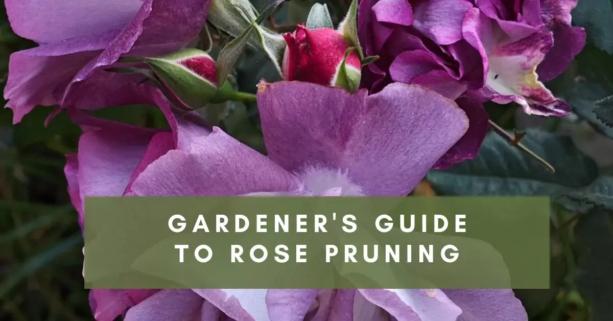 How to pruning rose bushes