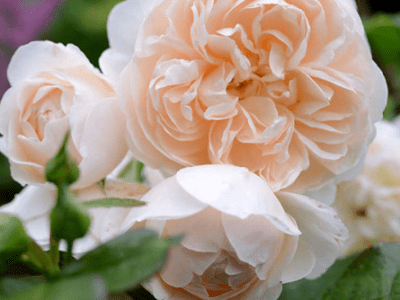 Lichfield Angel rose