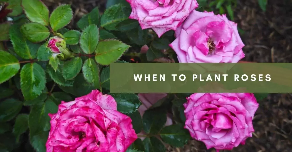 When to Plant RosesGuide to Perfect Timing All about Roses