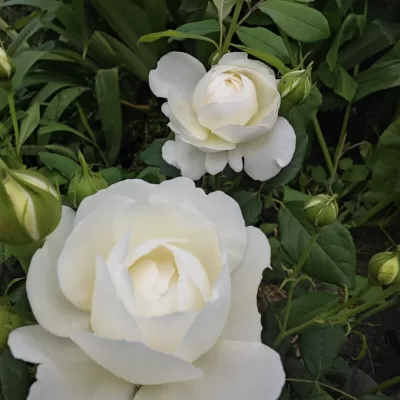 best white roses