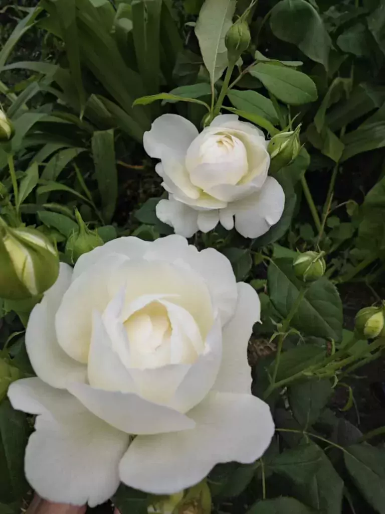 best white roses