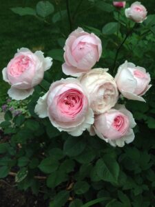Pink Essential Roses 15 Best Pink Roses That Add Grace and Glamour to Any Garden | All about ...
