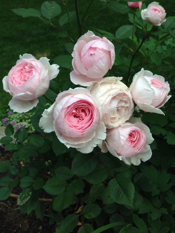 Timeless Beauty of the "Eden" Rose