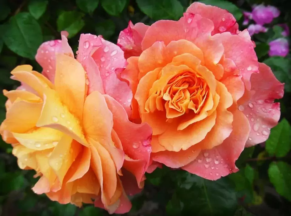 how to plant roses