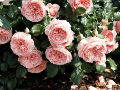 Masora rose