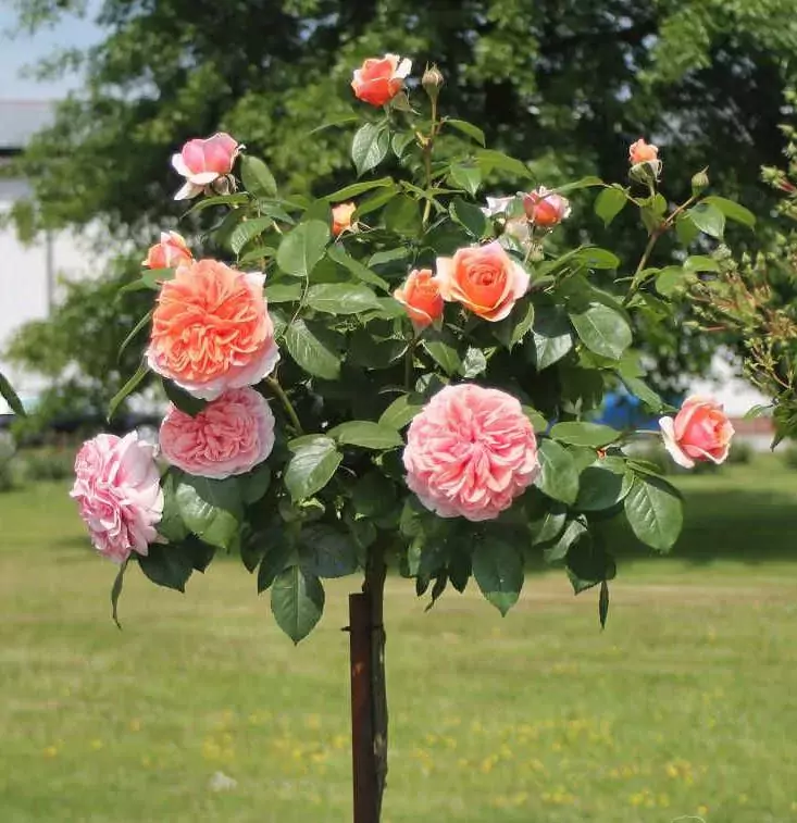 rose tree pruning