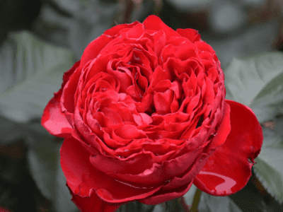 Traviata rose
