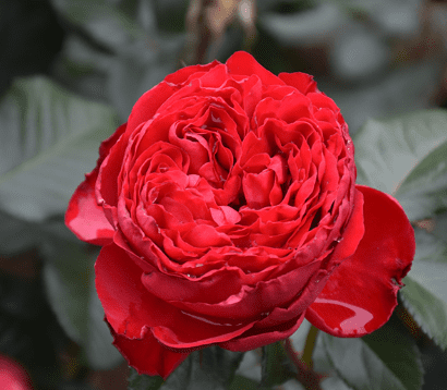 Traviata rose