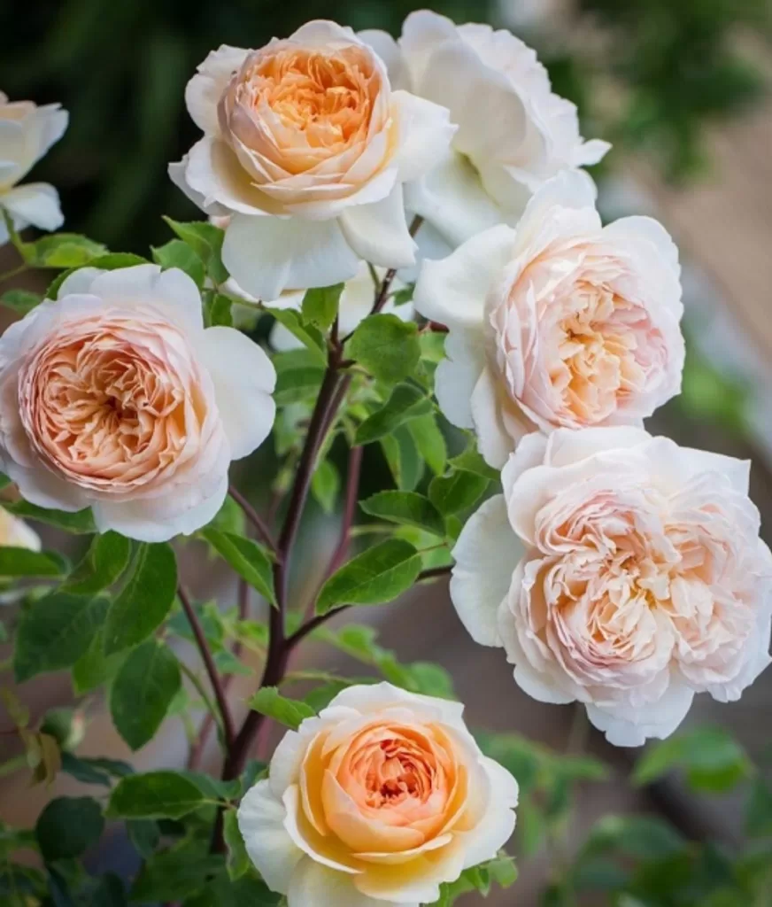 bathsheba rose