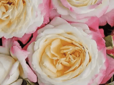 Bijou rose