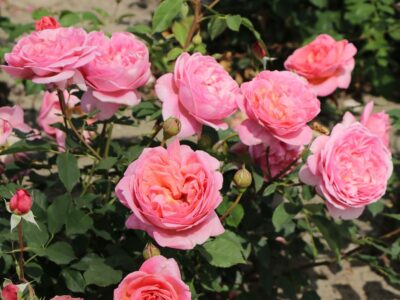 Boscobel rose