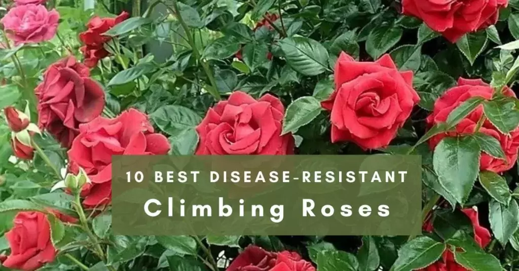 Disease-Resistant Climbing Roses
