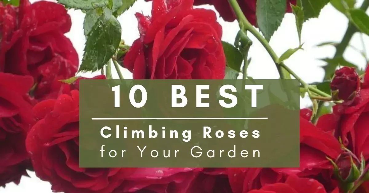 best climbing roses
