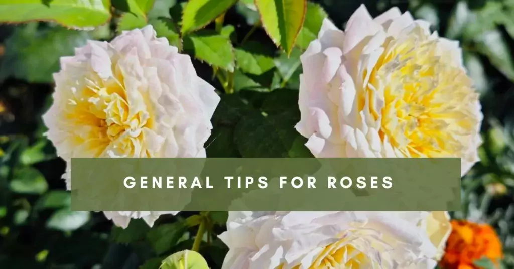 General Tips for Roses
