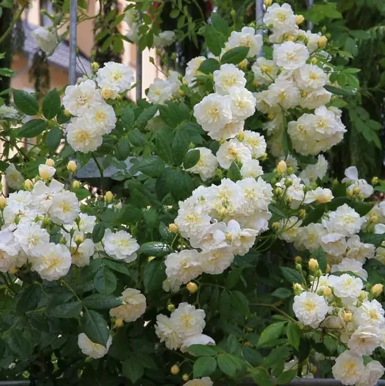 lemon rambler rose