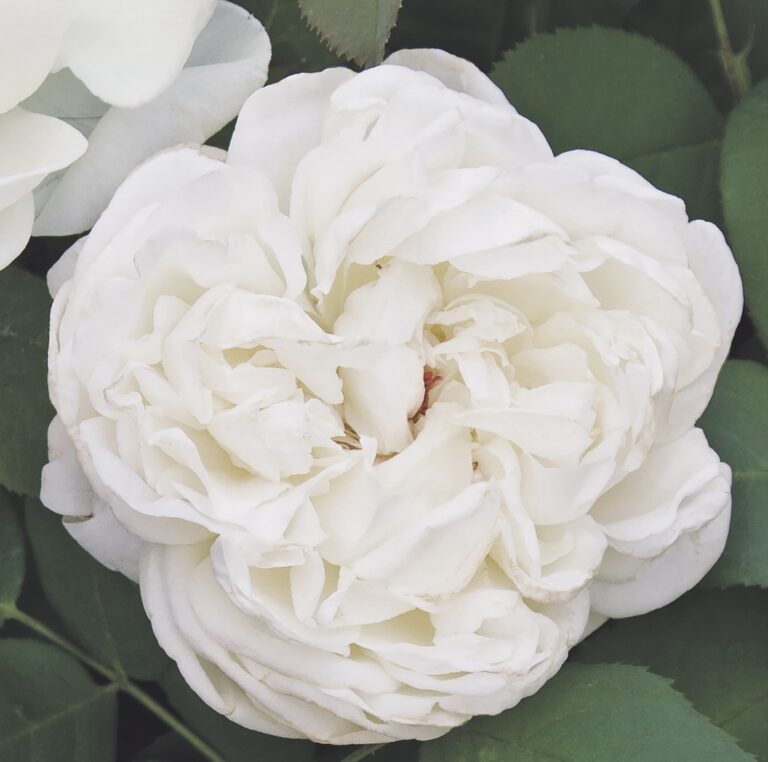 20 most beautiful white roses varieties