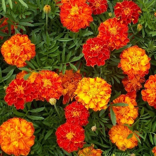 marigold Companion Plants