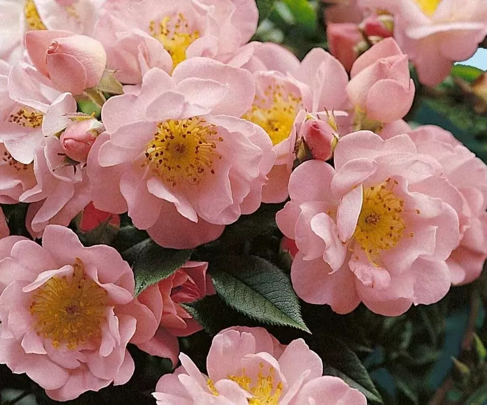 climbing roses with strong fragance