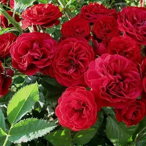 best red climbing rose