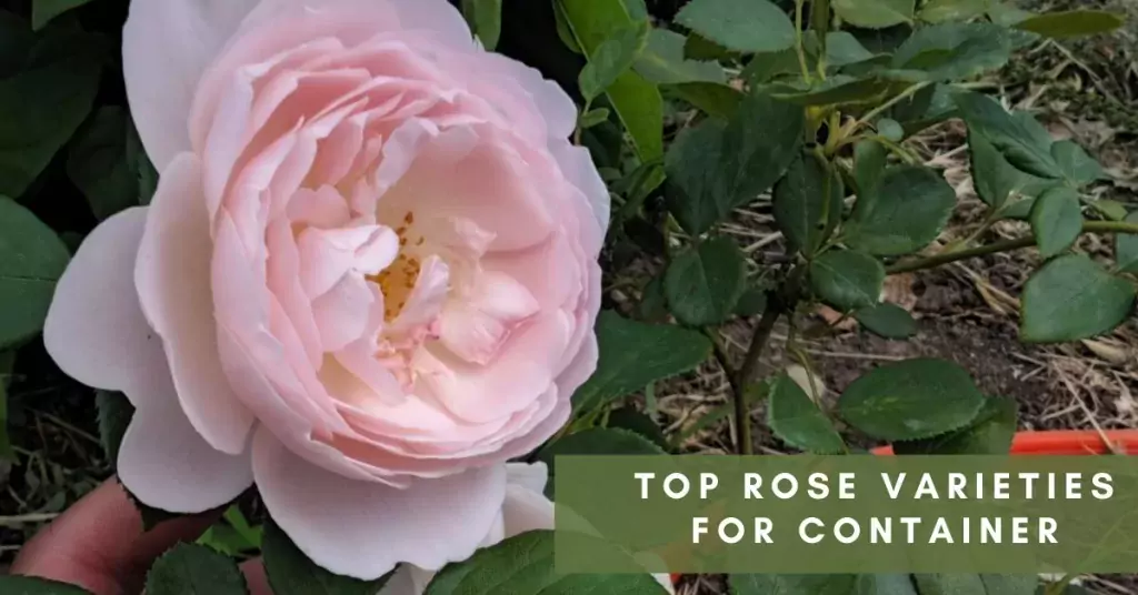 Top Rose Varieties for Container