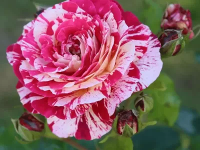 Abracadabra rose