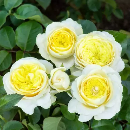 best climbing rose