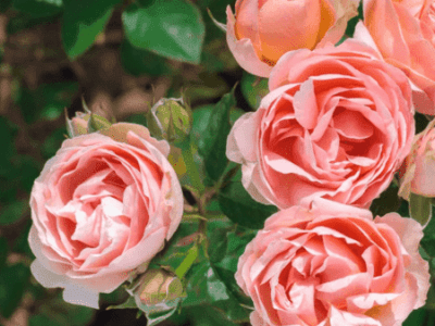 Auguste Escoffier rose