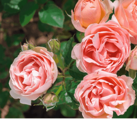 Auguste Escoffier rose