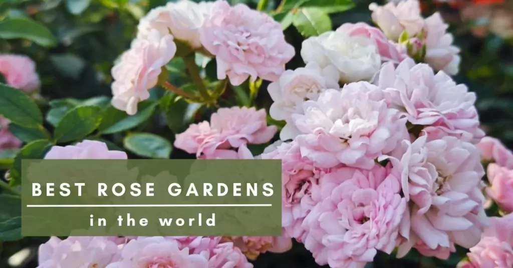 best rose gardens
