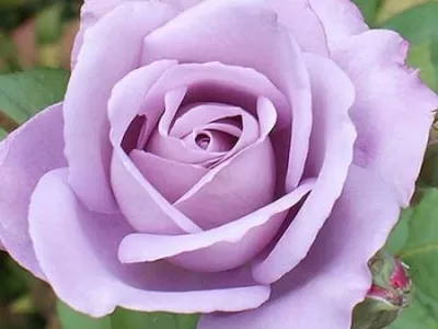 Blue Moon rose