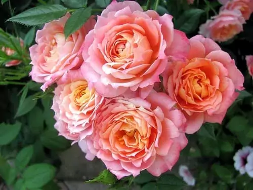 Briosa rose