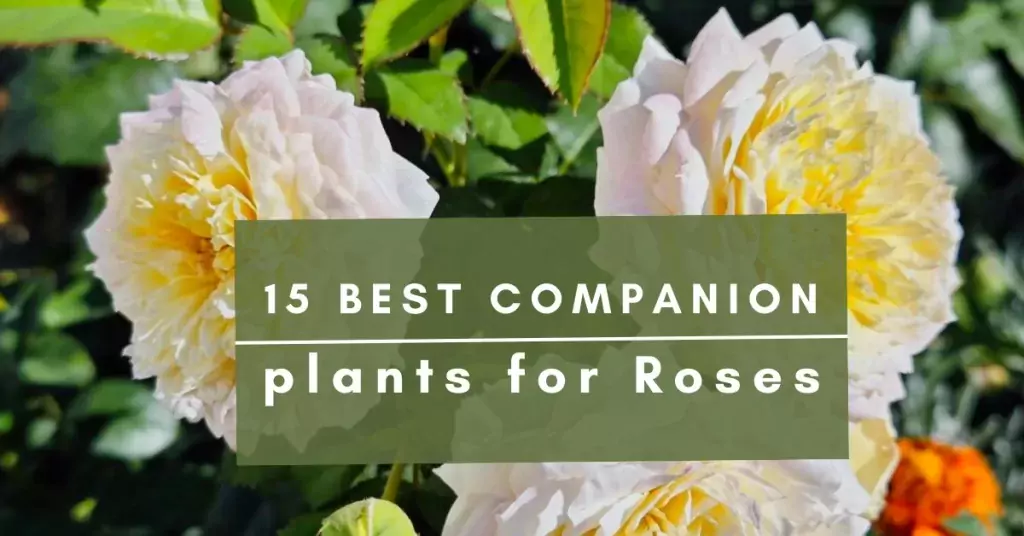roses companion plants