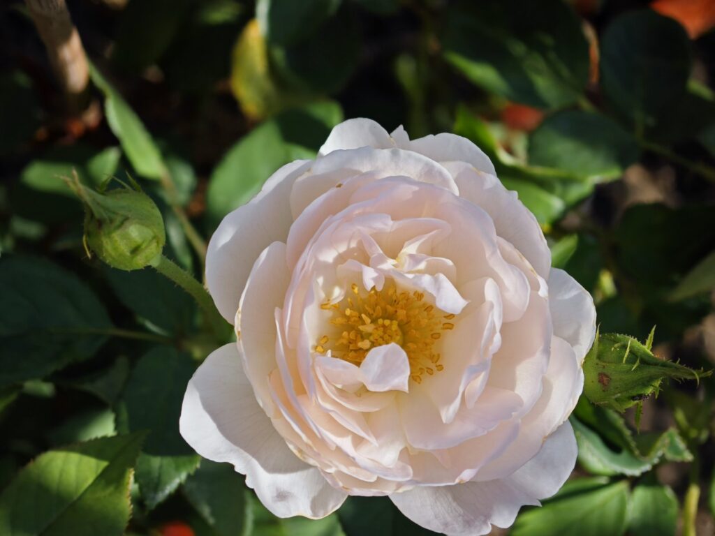 Rose gardening tips